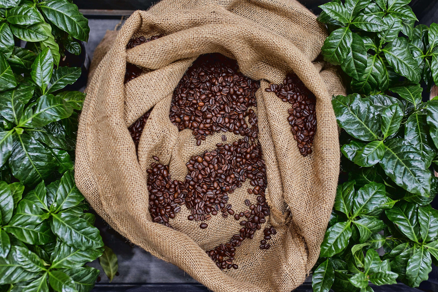 Fresh roasted coffee beans spilling from burlap sack surrounded by green coffee plant leaves