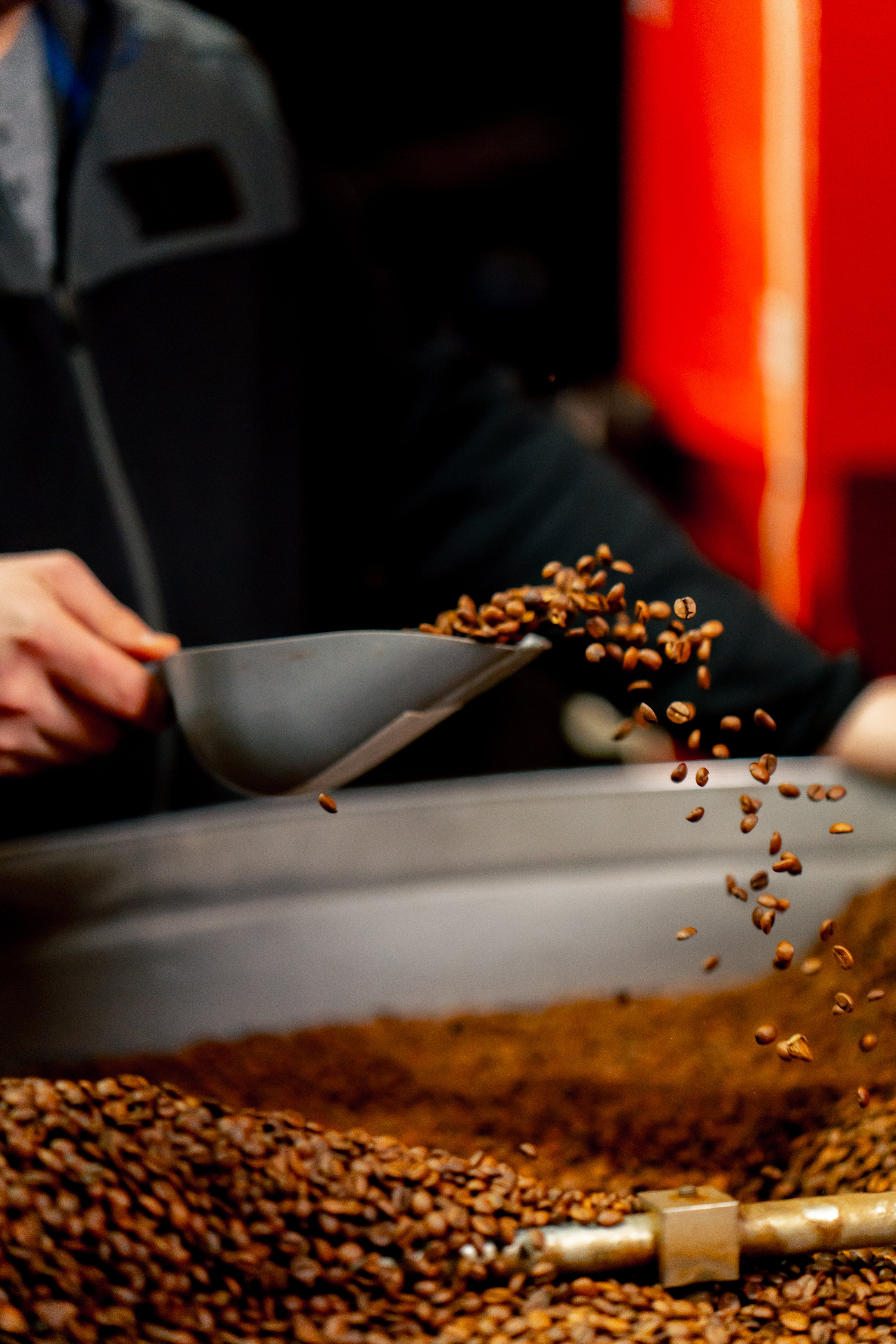 Coffee roaster pouring freshly roasted coffee beans from metal scoop into roasting machine during artisan coffee roasting process