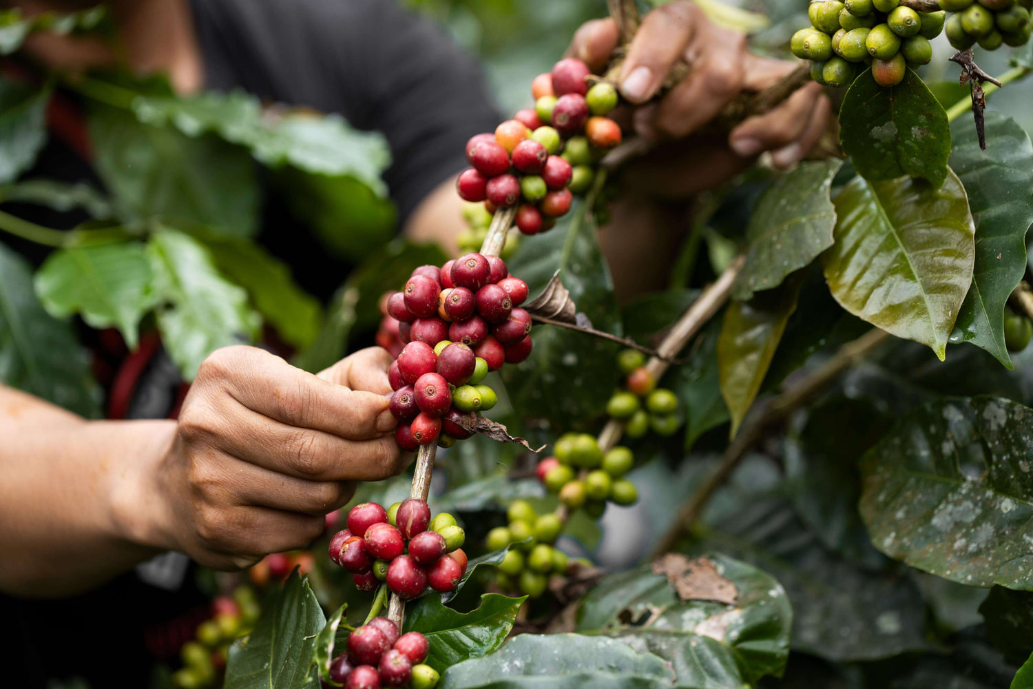 Hands harvesting ripe red coffee cherries from coffee plant branch showing farm-to-cup process